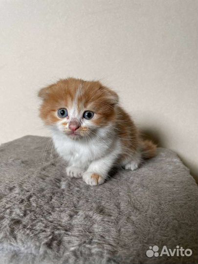 Котята в добрые руки бесплатно