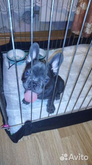 Французский бульдог