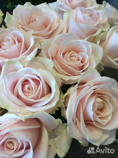 Голландская роза с доставкой букета