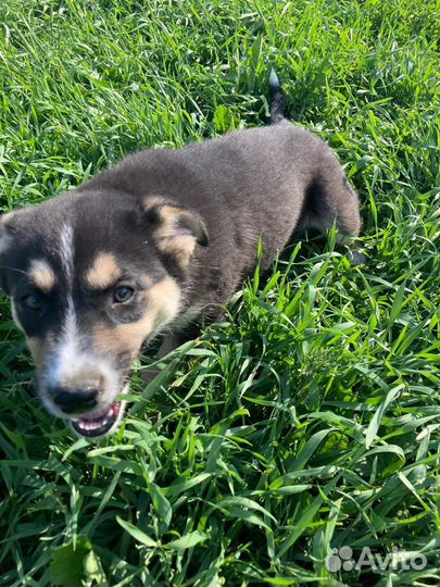 Щенок девочка приютская ищет дом, в добрые руки