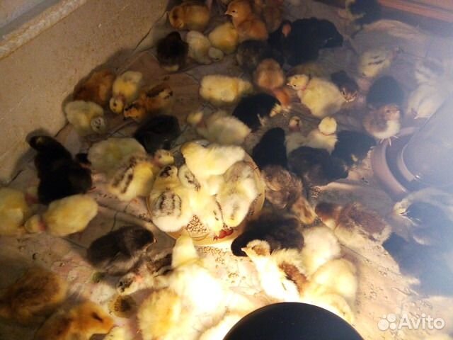 Инкубационное яйцо, цыплята на заказ