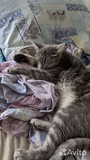 Кошка в дар бесплатно