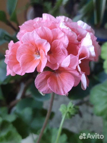 Герани цветущие