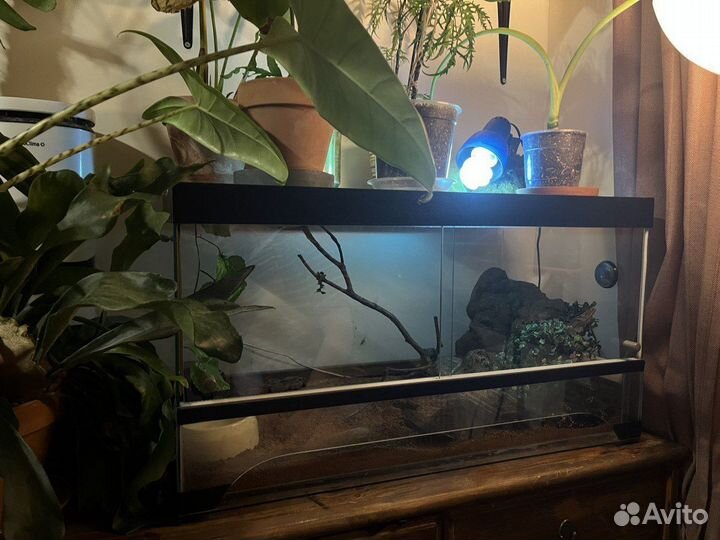 Амурский полоз змея