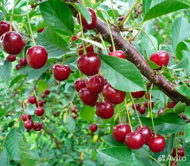 Вишня садовая