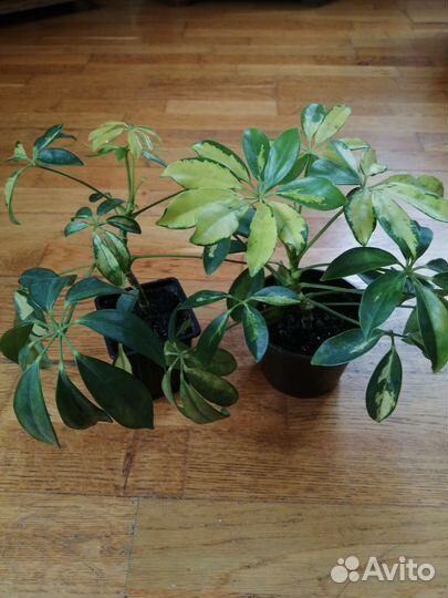 Шефлера вариегатная