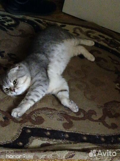 Вязка. Шотландский кот