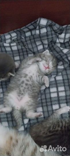 Шотландские вислоухие котята