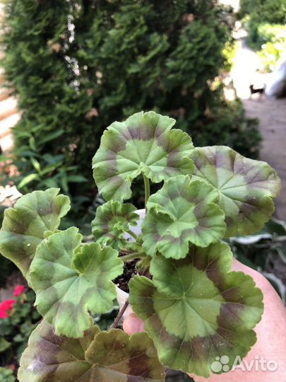 Пеларгонии сортовые