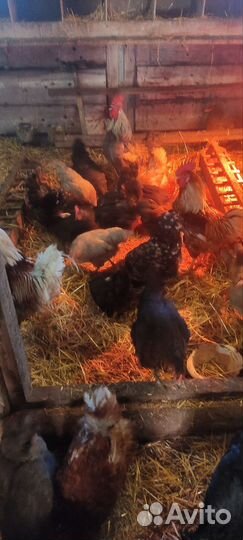 Яйцо инкубационное. Микс