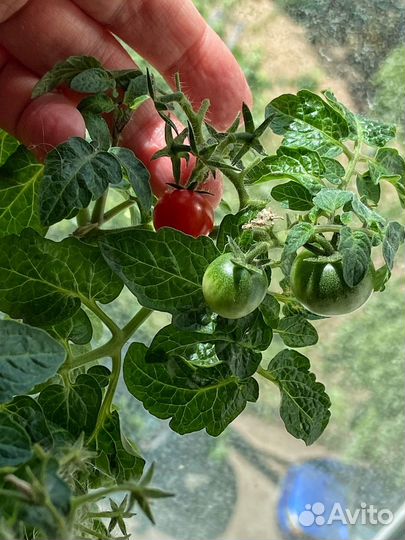 Рассада комнатных помидор