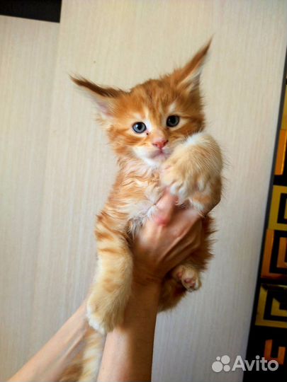 Котята мейн-кун