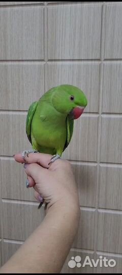 Ожереловый попугай Крамера птенцы