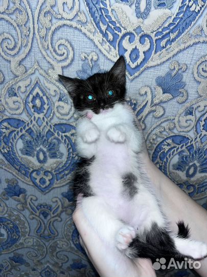 Кошки в добрые руки бесплатно