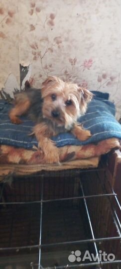 Йоркширский терьер