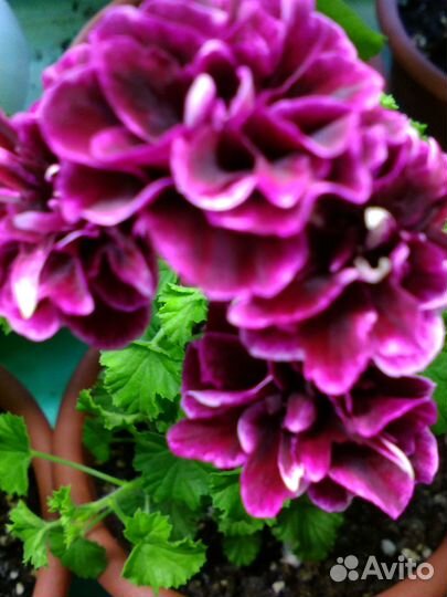 Сортовые пеларгонии