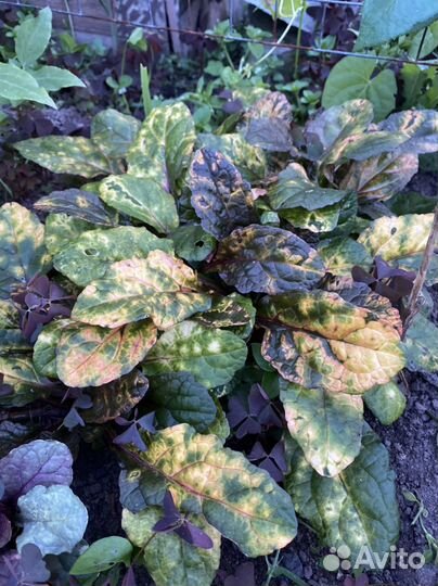 Живучка аюга