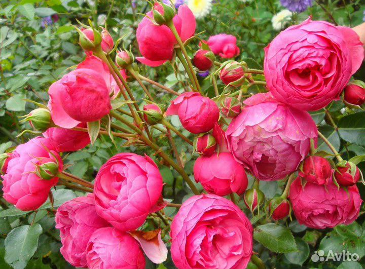 Саженцы Роз Помпонелла Флорибунда