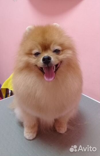 Породный груминг и спа-процедуры для шпицев