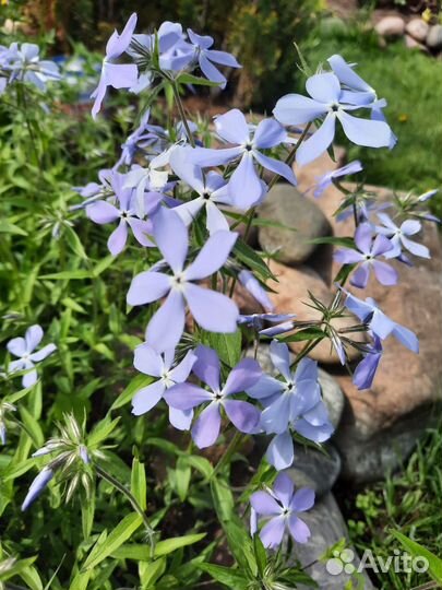 Садовые цветы многолетники