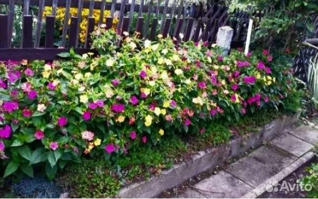 Мирабилис (ночная красавица)