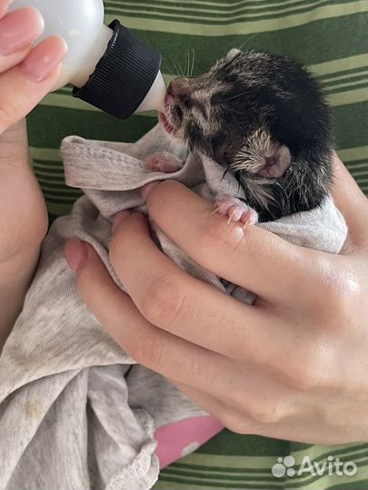 Котята в хорошие руки