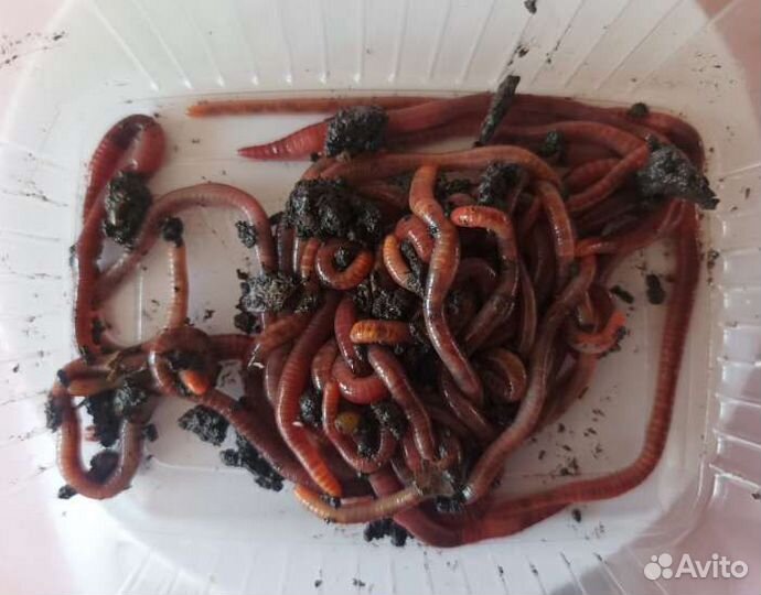 Червь калифорнийский для рыбалки