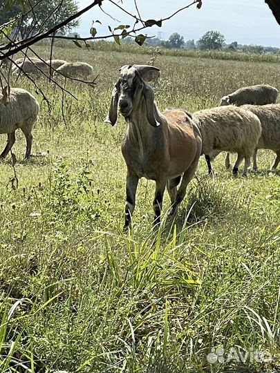 Англо нубийский козел