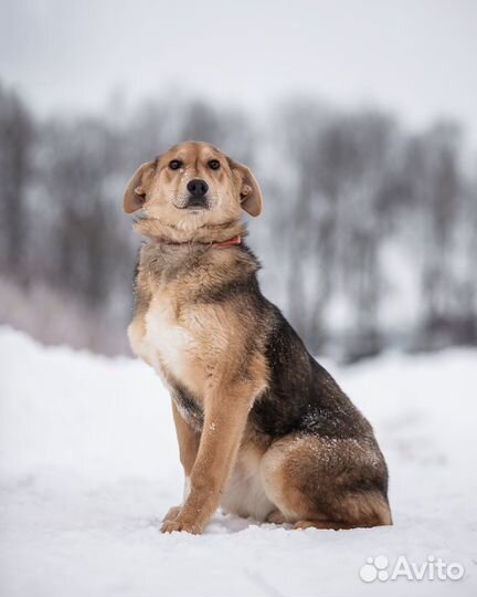 Щенок в семью
