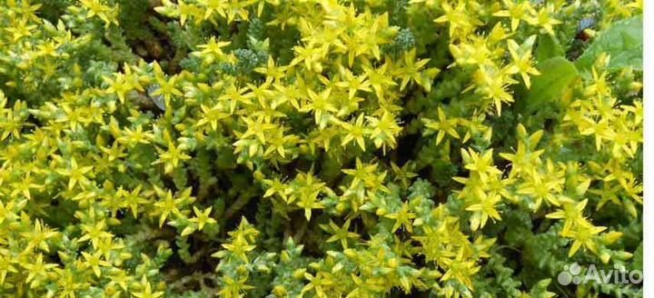 Камнеломка