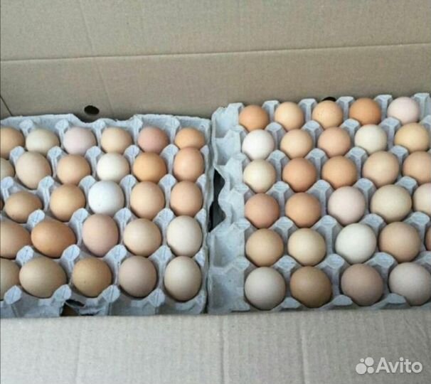 Инкубационное яйцо