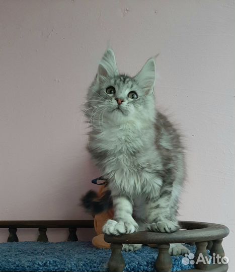 Котик ns22, шадет линии, полидакт 66/66