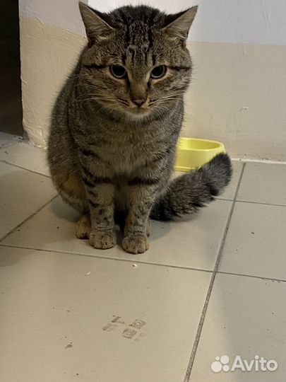Кошка