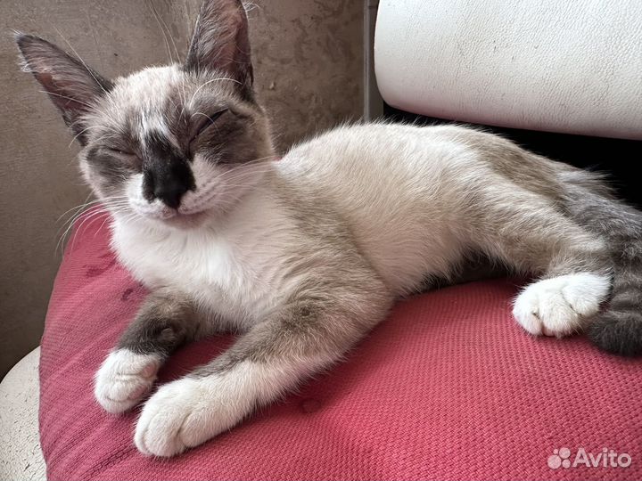 Кот сиамец