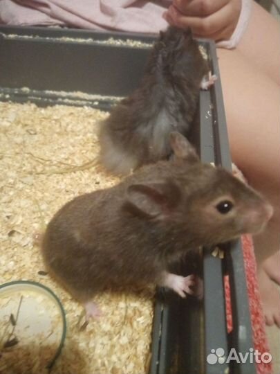 Сирийский хомяк