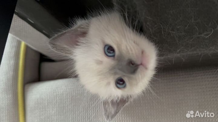 Тайские котята 2 мес