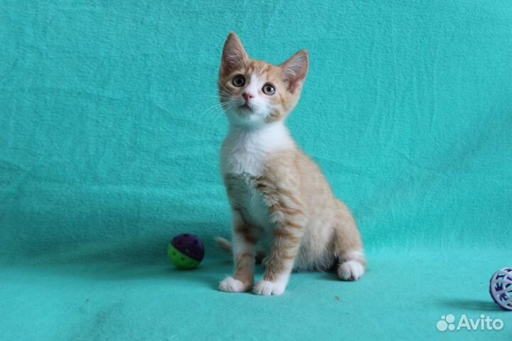 Котенок ищет дом