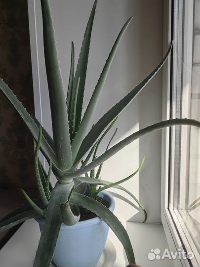 Алоэ вера лечебный