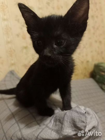 Кошка в дар бесплатно