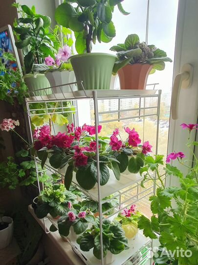 Цветущие фиалки