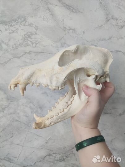 Череп интерьерный