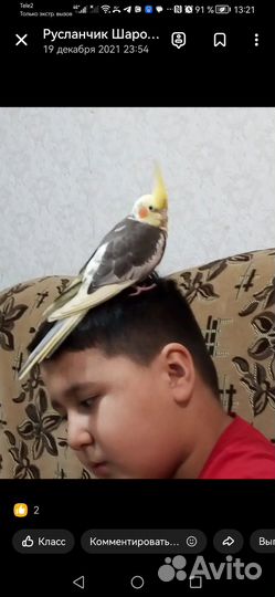 Продаётся говорящий попугай корелла