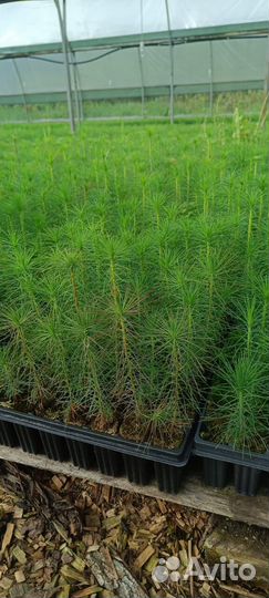 Саженцы сосны зкс от производителя