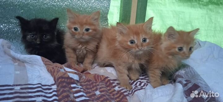 Много рыжих пушистых котят в дар 1,5 мес