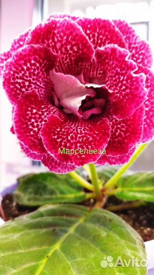 Глоксиния махровая