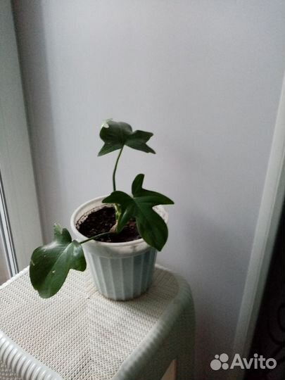 Древовидная лиана