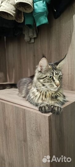 Котята мейкуны