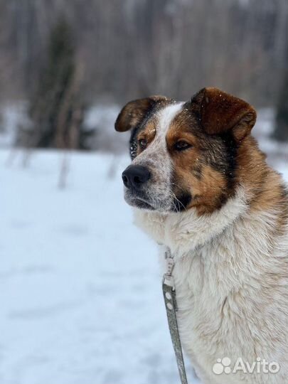Собака в добрые руки