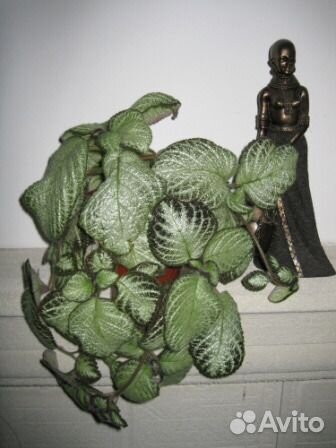 Эписции в Нижнем Новгороде