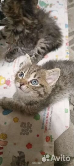 Котята бесплатно